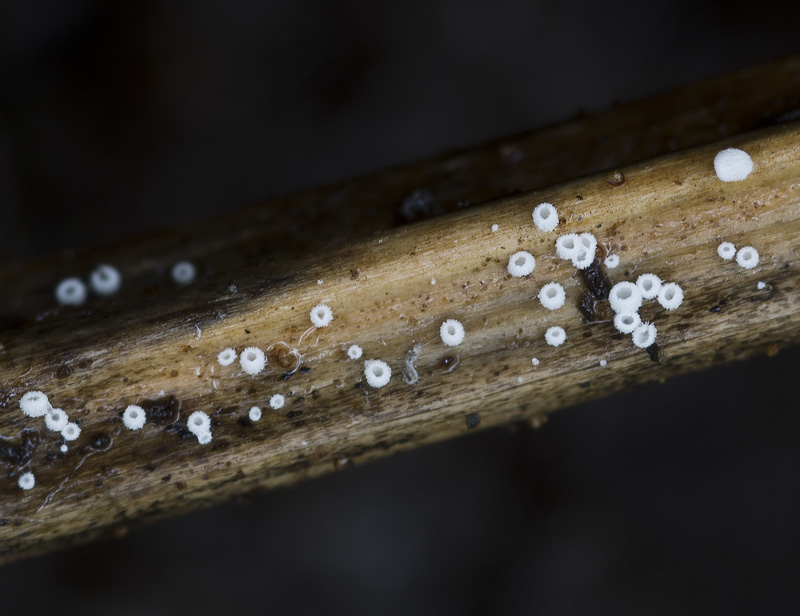 Flagelloscypha filicina